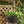Self Watering Hanging Planter