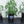 Active Aqua RS5GAL8SYS Root Spa 5-Gallon 8-Bucket Deep Water Culture System