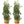 Hydrofarm GCTB Tomato Barrel Pot Garden Planting 4 Foot Trellis System (2 Pack)
