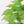 6Ft Artificial Ficus Tree With Natural Trunk In Pot For Indoor Home Office Decor - Green Leaves