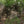 Hunting Blind - Mossy Oak Country Roots 3D Leafy