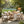 7 Pieces Acacia Wood Outdoor Dining Set with Cream Cushions