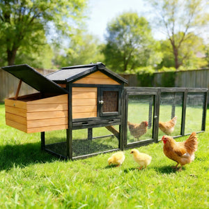 Chicken Coop With Run And Nesting Box