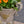 Delphine Urn