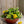 HC Companies 14 Inch Classic Plastic Garden Round Bowl Planter Pot, Chocolate