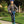 Razor Pro Beast Deluxe Model 19-Inch Deck Aluminum Push Kick Scooter, Blue