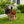 Majestic Eagle with Spread Wings Garden Planter Pot
