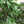 7FT Artificial Willow Tree Indoor Faux Greenery Plant