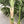 6FT Artificial Palm Tree with Realistic Detail