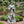 Magnesium Oxide Saint Statue With Lamb Weatherproof Religious Sculpture
