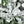 9' Tall Unlit Snow Flocked Pine Christmas Tree - Artificial Pine