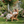 Oversize Wooden Outdoor Folding Adirondack Chair
