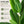 Bird of Paradise Artificial Plant 6 ft Tall Faux Banana Leaf Tree