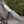 8.5” Hand Forged Damascus Steel Full Tang Skinner Knife - Camel Bone Handle - H-017
