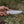 8.5” Hand Forged Damascus Steel Full Tang Skinner Knife - Wood Handle