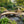 8 ft bridge with no railling