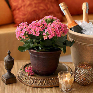 Listo SRA13001P05 13-Inch Round Plastic Sierra Planter, Rustic Redstone (6 Pack)