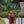 Red Fire Hydrant Water Fountain with Dog and Bird Accents