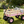 Outdoor Wagon All Terrain Pulling with Wood Railing
