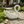 12.8'' Tall Vintage Swan Statue Planter