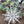 Iron Snowflake Hanger - Set of 6