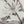 Verdura Botanica: Four-Print Houseplant Pencil Art Set