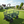 Wagon Cart Garden Cart