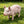 Cheerful Beige Pig Garden Statue