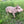 Cheerful Beige Pig Garden Statue