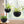Self Watering Hanging Planter