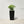 Indoor Outdoor Planter With Automatic Watering System