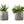 Artificial Succulent Plants Set of 2 with Gray Marble-Look Pots - Dark Green