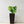 Indoor Outdoor Planter With Automatic Watering System