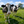 Farm Livestock Fence - 5.9 x 328FT Galvanized Iron Wire