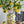 8.7x8.7x15' White Ceramic Lidded Jar with Playful Lemon Design