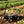 Folding Poly Garden Dump Truck with Steel Frame and Pneumatic Tires