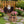 Majestic Eagle Garden Planter Pot on Tree Stump Base