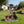 Rottweiler Dog Family Planter Statue