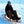 Flexible Flyer Metal Runner Steel/Wood 48