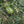 DeWitt 14 x 14 Foot Home & Garden Bird Barricade Plant Protector Deluxe Netting