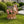Decorative Owl Garden Planter Pot on Branch
