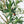 7FT Artificial Olive Tree Indoor Tall Faux with Planter & Basket