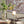 7.9x4x11' Gold Rabbit Pillar Candle Holder with Clear Glass Hurricane Shade