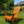 Foldable Solid Wood Adirondack Chair in Oak Finish