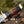 Darkstar Custom Bowie Knife with Bull Horn & Stacked Leather Composite Handle