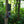 Cuddeback Tracks Camera