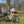 YOUNG Electric E-Scout Pro Step-Through Commuter Ebike | Up to 80 Miles, 28 MPH | 960Wh LG Battery, 26’’ All-terrain eBike