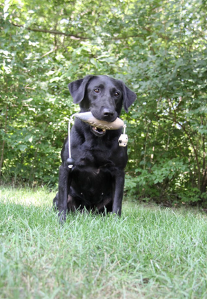 HuntEmUp Ultimate Mourning Dove Dog Training Dummy with Throw Rope for Retrievers