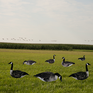 HuntEmUp Pro-Flock Canada Goose Decoys 24-Pack – Flocked Silhouettes + Decoy Bag