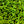 Voraus Golf Bamboo Golf Tee - 2 3/4
